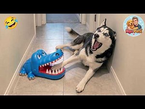 Try Not To Laugh 😂 Funniest Cats and Dogs Compilation 2026 🐱🐶 #2