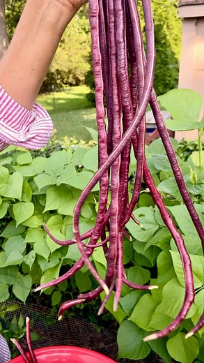 Ever seen beans like these? 🌱 The red noodle bean is popular throughout Asia for its distinct color and mild flavor. It’s often stir-fried with ginger, garlic and chilis and holds up well to different flavor pairings. Craving a Kerala style stir-fry twist? Check out my latest recipe on YouTube. Link in bio! 👩🏽‍🍳 #redbean #gardenfresh #summergarden #freshfood #stirfry #recipeideas #homecooking #fromgardentotable #organicgardening #keralafood #tasteofkerala | My Mother's Kitchen