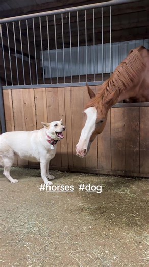 Horses and Dogs: An Unlikely Friendship