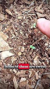 Seedling Identification in the Garden…