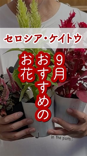 9月におすすめのお花セロシア・ケイトウ #shorts #園芸 #ガーデニング #花 #ケイトウ #セロシア #welzo #グリーンピクニック糸島 #チームソロ