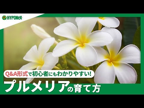 ☘255: [Q&A] How to Grow Plumeria | How to Make Beautiful Flowers Bloom in Profusion? Also learn h...