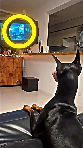 This Sound Makes EVERY Dog Howl 😳🐕
