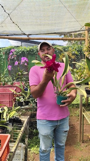 #cattleya #cattleya #cultivodeorquideas #cultivodeorquideas #plantas #orchid #orquideasderisaralda
