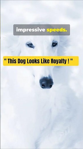 Meet The Borzoi: The Graceful, Royal Dog with a Fascinating Past!#animalhistory#animals #dog