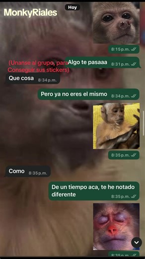Únete al grupo de monkeys para diversión y stickers