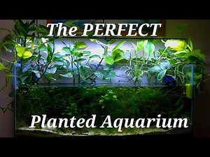 The PERFECT Low Tech 55 Gallon Planted Community Aquarium