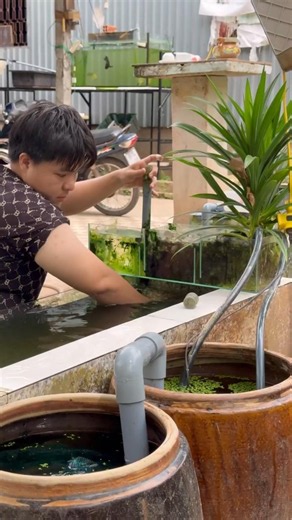 Chế thêm thổi luồng cho hồ cá ba đuôi ngoài trời #fish #pet #aquarium