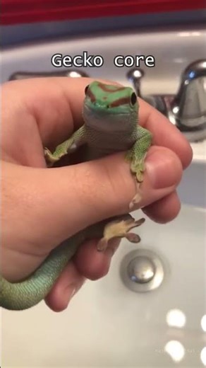 Gecko Core