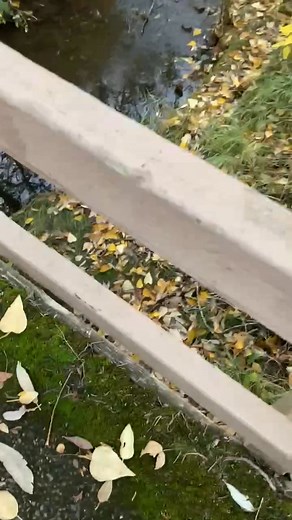 1.1K views · 11 reactions | Stream is back, gently rolling, delicate water music! Just a few blocks from my house! | Suzanne Getz | Facebook