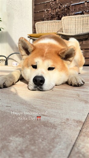 Celebrate International Akita Day