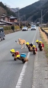 Labrador stops traffic for Raccoon students.