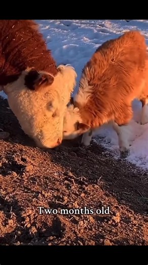 #california #italy #canada #Ohio #texas #australia mini highland cows how big do mini highland cows get how much do mini highland cows cost how long do mini highland cows live mini highland cows for sale do mini highland cows produce milk are mini highland cows real micro mini highland cows micro mini highland cows for sale mini highland cows for sale near me how big are mini highland cows mini highland cows as pets mini highland cows arkansas mini highland cows arizona mini highland cows adult