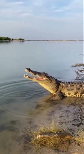 Unbelievable Animal Attacks Caught on Camera | Crocodile vs Bird & Wild Animal Moments