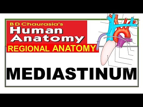 Chp17 | Mediastinum | Thoracic Cavity | Thorax | Thoracic Cage | Thoracic Wall | Dr Asif Lectures