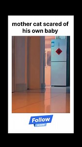 559K views · 10K reactions | Seen how's she is running . . . #BabyLove #cat #motherhood #animalfunnymoments #funnymemesdaily | The Your World | Facebook