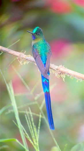 The Violet-tailed Sylph is a stunning hummingbird that lights up the cloud forests of the Andes with its electrifying beauty! #birdingtours #nature #adventures #wonderful_places #culture #lake #experince #vip #tours #travel #birding #birdingphotography #birdersofinstagram #manunationalpark #wonderful #photooftheday #naturevideo #wildlife #marriott #beaksandpeaks #hummingbird #instatravel #instanature #ecotourism #travel #tourism #conservation #diggiscoping #elite | Beaks and Peaks Birding and Ad