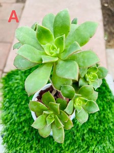 Rare Aeonium Decorum F Variegata, Live Rooted , Get 2 Free Succulents Cuttings - Etsy