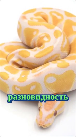 How rare morphs are bred: years of selection for one lavender python