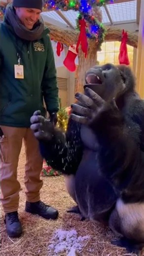 Gorilla Tries Snow For The First Time... His Reaction Is Priceless! 😂