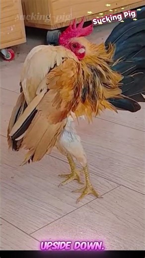 The chicken species with the most unique appearance on Earth #animals