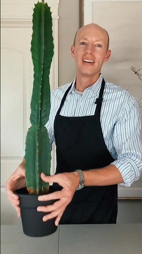 Repotting My Cactus 🌵 | Tips for Handling & Custom Cactus Soil Mix!