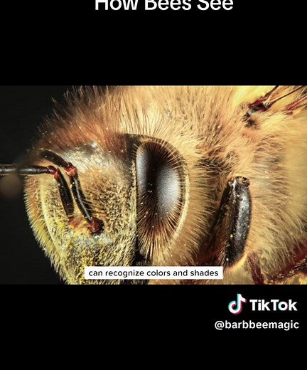 Bee Magic on TikTok