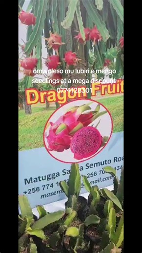 Murungi keezah on TikTok