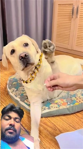 #搞笑汪驾到 #拉布拉多 #labrado #labrador #萌寵 #funnyanimals #funny #entertaininganimals #funnycreatures