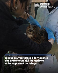10K views · 44 reactions | Découvrez le Centre de Sauvegarde de la Faune Sauvage, Le Tétras libre. Avec le retour du printemps, le refuge s'est préparé à accueillir de nombreux animaux sauvages en détresse. | Radio Mont Blanc | Facebook