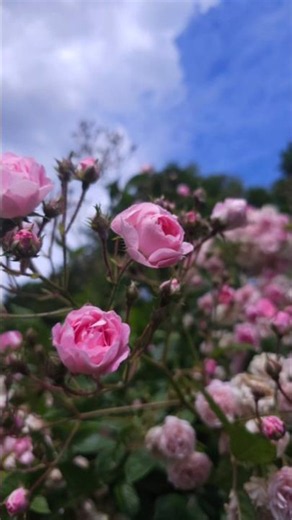 Pink Roses Under the Blue Sky 🌸✨ | Rose Roses #blumen #flowers #nature #nature