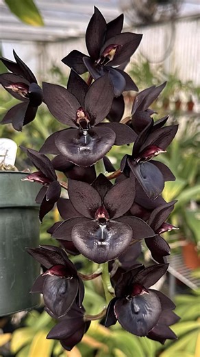 Sunset Valley Orchids on Reels