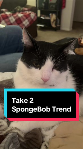 He’s so amused as you can tell😂 #fyp #catsoftiktok #spongebob #petsoftiktok #cattok
