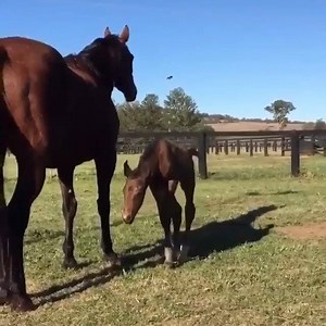 On the 8th day of Christmas... Jameka's foal was still working some things out. 🥰 | Racing.com