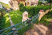 How To: Find A Rental Property When You Have Pets