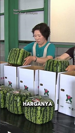 Semangka Kubus Jepang