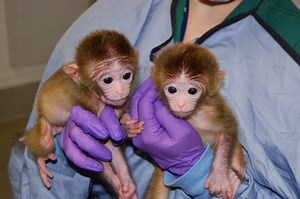 Opinion: Primate research is cruel, expensive, unnecessary – and happening here
