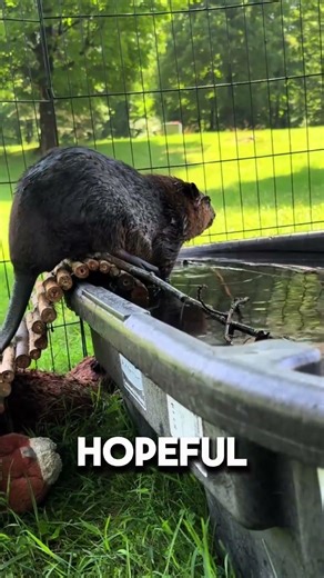 Archer the Beaver’s Incredible Recovery Story 🦫 #healingjourney #wildlifecare #wildliferescue