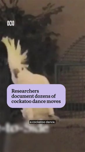 Cockatoos can headbang, body roll, and sidestep intentionally to music according to a new study. One bird recorded 257 dance moves while listening to music for 20 minutes. #wildaware #animalrights #animals #cockatoo #cockatoosofinstagram #birds #birdsofig #birdsofinstagram #parrot #parrotlover #parrotlife #danceislife #dance #dancevideo #dancereels Shared from ABC in Melbourne | WildAware