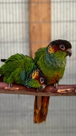 23 reactions · 7 comments | Admiring this beautiful pair of rare Blue Throated Conures we have at our breeding farm. Such a sweet and gorgeous pair! #rarebirds #rareparrots #conures #bluethroatedconures #omarsexoticbirds #omarsbirds #birdstore | Omar's Exotic Birds | Facebook