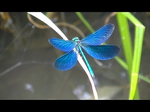 Libellule Bleu Argenté Tres belle vidéo