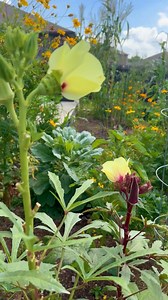 7.6K views · 335 reactions | Okra lovers: What's your favorite variety to grow? #SimplyBeautiful #okra #okraplant #okralover #okraseeds #okrarecipes | The Okra Lady LLC | Facebook