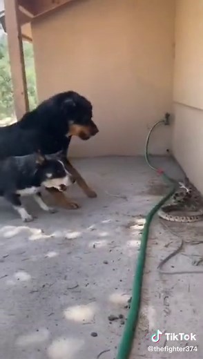 Dog vs Snake Fight: Terrifying Encounter Caught on Camera