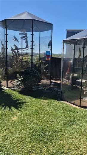 1.1K views · 130 reactions | 襁 Keeping the aviary clean isn’t just...