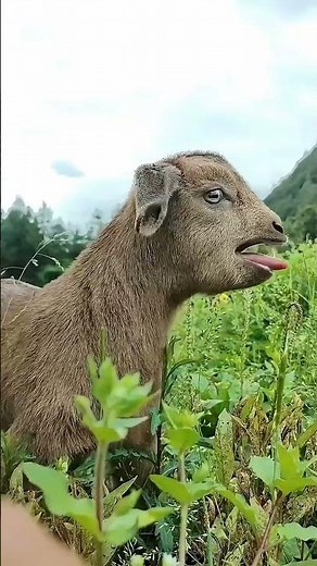 Funny Goat Screaming So Loud 😳 | Goat Shout Compilation