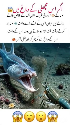 Meet The Toothed Fish 🐠 #fish #animals #naturelovers #naturefacts #wildlife #nature