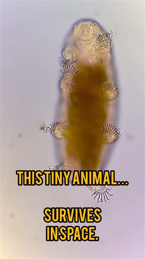 This Tiny Animal Can Survive in Space 😳