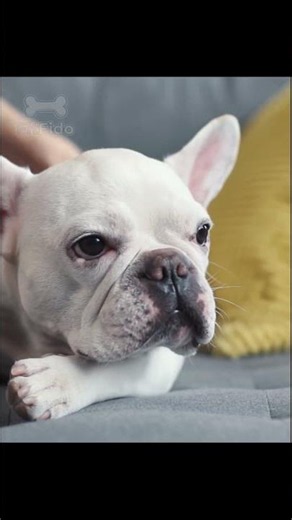 The Real Reason French Bulldogs Struggle to Breathe (And How Weight Affects It)