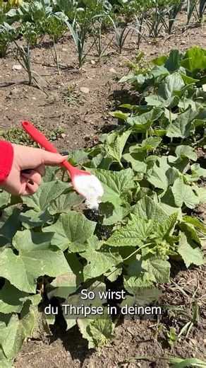So wirst du Thripse im Garten für immer los – mit einfachem Hausmittel!