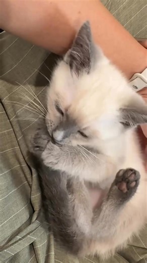 Siamese Kittens for Adoption. Beautiful male and female Siamese kittens available for adoption. Raised in a loving home, not in cages, and well-socialized with children. They are affectionate, playful, and make wonderful companions.If you’re looking to adopt a friendly and loving Siamese kitten, contact us for more details.#SiameseKittens #SiameseCat #KittenAdoption #CatsOfInstagram #SiameseLove #AdoptDontShop #CatLovers #KittenLove #FurBaby #SiameseBeauty #AdoptAKitten #SiameseLife #CatAdoption